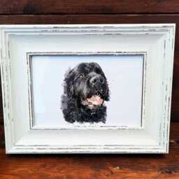 Newfoundland Print 17x12cm - White Rustic Frame - Giant Breed Wall Art, Gift For Newfie Owners - thumbnail 2