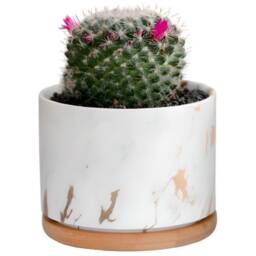 Round Ceramic Marble Effect Succulent Planters With Bamboo Coaster/Small Desktop Plant Pot Indoor Office Home Decor Gift Idea - thumbnail 4