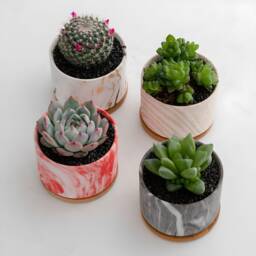 Round Ceramic Marble Effect Succulent Planters With Bamboo Coaster/Small Desktop Plant Pot Indoor Office Home Decor Gift Idea - thumbnail 2