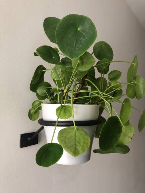 Ufo #2 Wall Mount Hanging Plant Holder - Small/Medium - image 1