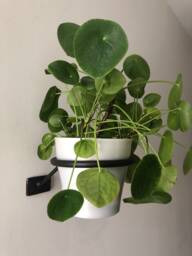 Ufo #2 Wall Mount Hanging Plant Holder - Small/Medium - thumbnail 1