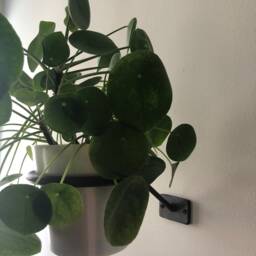Ufo #2 Wall Mount Hanging Plant Holder - Small/Medium - thumbnail 2