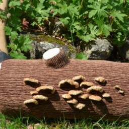 Your Very Own Log With Fuzzy Fungus - thumbnail 2