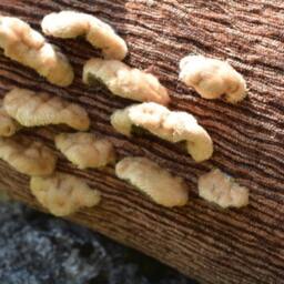 Your Very Own Log With Fuzzy Fungus - thumbnail 3
