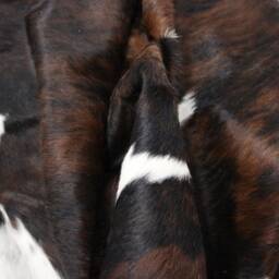 Dark Brindle White Belly Cowhide Rug - Size - 7'x6' Ft, 6'x5' Ft/ Premium Quality Cow Skin - thumbnail 3