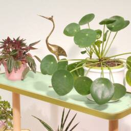 Flower Stand/Flower Bench Miss Sugar Kiss - Design 60S - thumbnail 2
