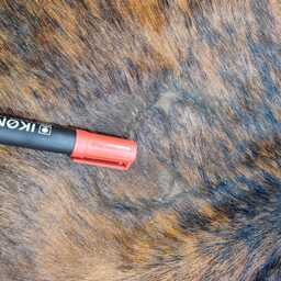 Medium - Large Sized Brindle & White Genuine Cowhide Rug, Hair On Hide, Sold As Seen - thumbnail 4