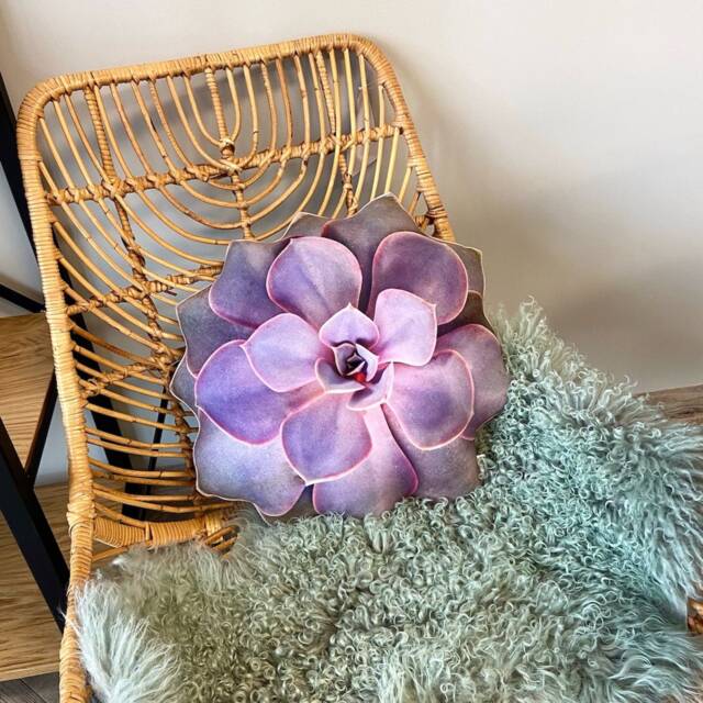 Succulent Perle Von N??rnberg Pillow, Echeveria Cushion - image 1