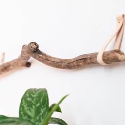 Branch Hanger, Canoe Paddle Decorative Branch Hanging Decor, Hooks For Tree Branch, Wall Hanging, Oar Hanger - thumbnail 2