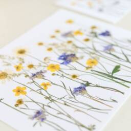 Daisy Meadow - Print Reproduction Artwork Of Pressed Flowers 100% Cotton Rag Paper Botanical Art - thumbnail 3