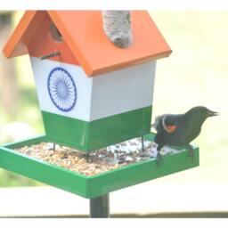 India Bird Feeder - thumbnail 2