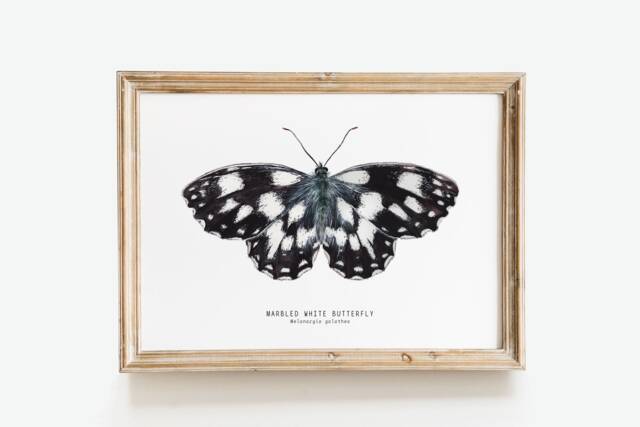 Marbled White Watercolor Butterfly - Melanargia Galathea Fine Art Print Butterflies Lover Poster Bathroom, Nursery Nature Wall D??cor - image 1