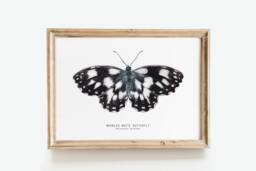 Marbled White Watercolor Butterfly - Melanargia Galathea Fine Art Print Butterflies Lover Poster Bathroom, Nursery Nature Wall D??cor - thumbnail 1