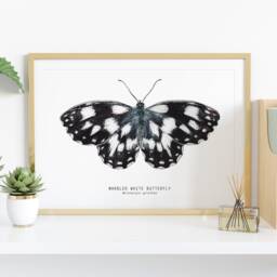Marbled White Watercolor Butterfly - Melanargia Galathea Fine Art Print Butterflies Lover Poster Bathroom, Nursery Nature Wall D??cor - thumbnail 2