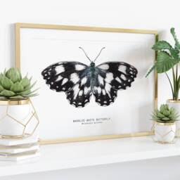 Marbled White Watercolor Butterfly - Melanargia Galathea Fine Art Print Butterflies Lover Poster Bathroom, Nursery Nature Wall D??cor - thumbnail 3
