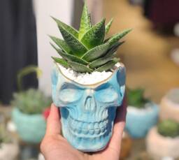Skull Succulent Planter- Concrete Human Vessel- Gothic Flower Pot- Witch Home Decor- Marble Cement- Halloween Decor - thumbnail 1