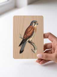 Kestrel Art Print - Vintage Illustration Hovering Falcon Pine Wooden Postcard Wall - thumbnail 1