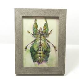 Insect Home Decor Gifts Framed Wall Art Painting Leaf Bug Green Living Desk Top Decoration Garden Botanical Science Illustration Kids Room - thumbnail 3