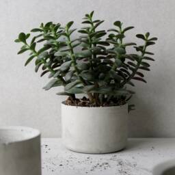 Minimalist Round Concrete Planter - Handmade Succulent Pot - thumbnail 3