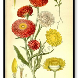 Asters Flower Antique Botanical Illustration Plates Set Of 3 Art Prints Pale Yellow Background - thumbnail 3