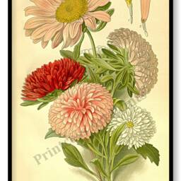 Asters Flower Antique Botanical Illustration Plates Set Of 3 Art Prints Pale Yellow Background - thumbnail 2