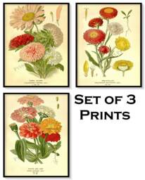 Asters Flower Antique Botanical Illustration Plates Set Of 3 Art Prints Pale Yellow Background - thumbnail 1