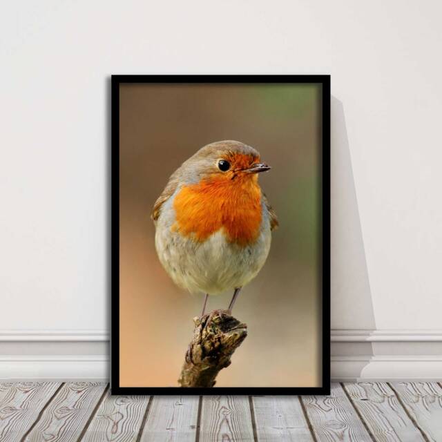 Robin Photo Print - Framed British Garden Bird Wall Art For Home Decor Wildlife Nature Lovers Gift - image 1
