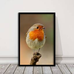 Robin Photo Print - Framed British Garden Bird Wall Art For Home Decor Wildlife Nature Lovers Gift - thumbnail 1