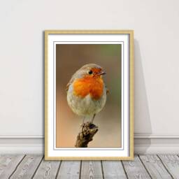 Robin Photo Print - Framed British Garden Bird Wall Art For Home Decor Wildlife Nature Lovers Gift - thumbnail 2