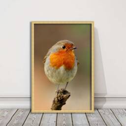 Robin Photo Print - Framed British Garden Bird Wall Art For Home Decor Wildlife Nature Lovers Gift - thumbnail 3