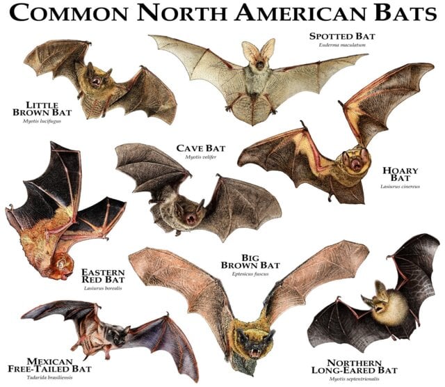 Common Bats Of North America Poster Print - Signed By Artist - image 1