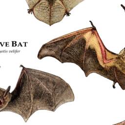 Common Bats Of North America Poster Print - Signed By Artist - thumbnail 3
