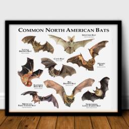 Common Bats Of North America Poster Print - Signed By Artist - thumbnail 2