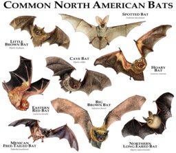 Common Bats Of North America Poster Print - Signed By Artist - thumbnail 1