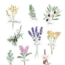 Provencal Herbarium Kitchen Poster, Decoration Illustration, Watercolor Painting, Plants, Card - thumbnail 3
