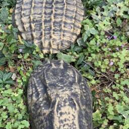 stone Garden Gold 3 Piece Crocodile Alligator Gift Concrete Ornament - thumbnail 2