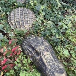 stone Garden Gold 3 Piece Crocodile Alligator Gift Concrete Ornament - thumbnail 3