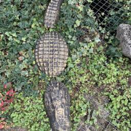 stone Garden Gold 3 Piece Crocodile Alligator Gift Concrete Ornament - thumbnail 4