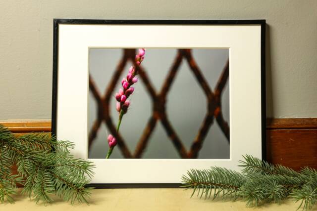 Flower Photograph, Nature Photography, Wall Art, Bedroom Decor, Living Room Peaceful Photography Prints - image 1