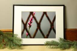 Flower Photograph, Nature Photography, Wall Art, Bedroom Decor, Living Room Peaceful Photography Prints - thumbnail 1