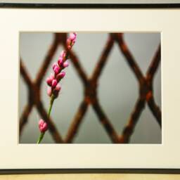 Flower Photograph, Nature Photography, Wall Art, Bedroom Decor, Living Room Peaceful Photography Prints - thumbnail 2