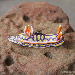 Soni The Nudibranch - Hypselodoris Jacksoni - thumbnail 3