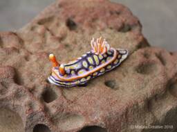 Soni The Nudibranch - Hypselodoris Jacksoni - thumbnail 1