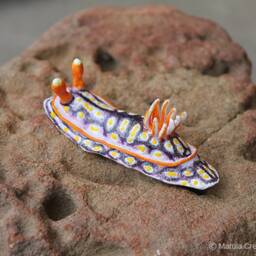 Soni The Nudibranch - Hypselodoris Jacksoni - thumbnail 2