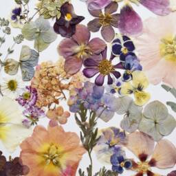 Large Pressed Flower Art, Botanical Wall Decor, Natural Home Dried Flowers Art, Real Flower Picture - thumbnail 3