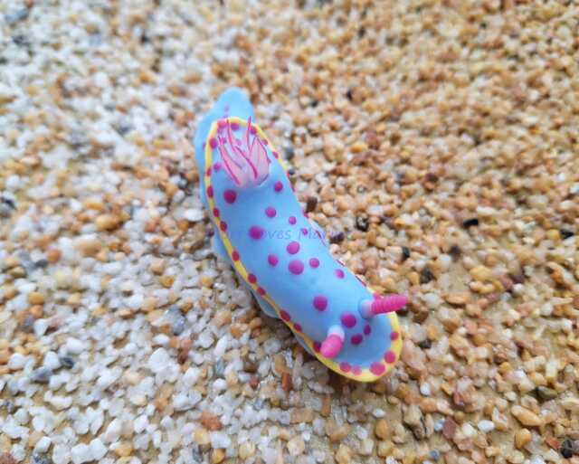 Hypselodoris Bennetti, Nudibranch, Scuba Diver, Gift, Clay, Magnet, Undersea Creature, Umiushi, ????????????????????????????????????????????? - image 1
