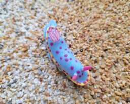Hypselodoris Bennetti, Nudibranch, Scuba Diver, Gift, Clay, Magnet, Undersea Creature, Umiushi, ????????????????????????????????????????????? - thumbnail 1