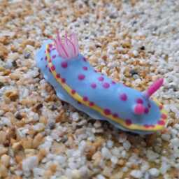 Hypselodoris Bennetti, Nudibranch, Scuba Diver, Gift, Clay, Magnet, Undersea Creature, Umiushi, ????????????????????????????????????????????? - thumbnail 4
