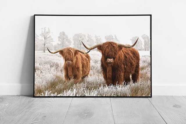 Scottish Highland Cows Wall Art Print - Winter Scene From National Park Drenthe Netherlands Framed Picture - image 1