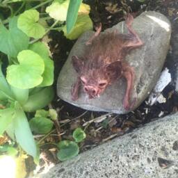 Bat - thumbnail 3